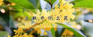 立秋开什么花,第1图