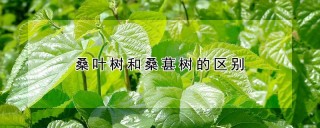 桑叶树和桑葚树的区别,第1图