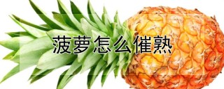 菠萝怎么催熟,第1图