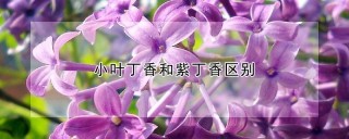 小叶丁香和紫丁香区别,第1图