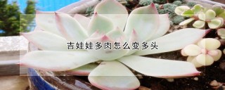 吉娃娃多肉怎么变多头,第1图