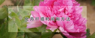 牡丹扦插时间和方法,第1图