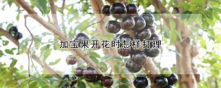 加宝果开花时怎样打理,第1图