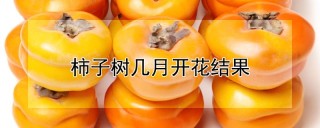 柿子树几月开花结果,第1图