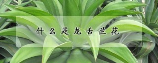 什么是龙舌兰花,第1图