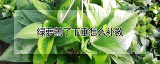 绿萝蔫了下垂怎么补救,第1图