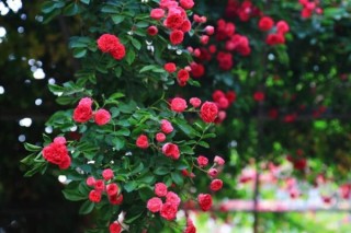 红花木香和蔷薇的区别,第2图