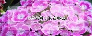 石竹花种子长在哪里,第1图