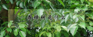 香樟树是什么,第1图