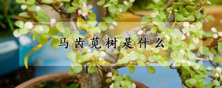 马齿苋树是什么,第1图