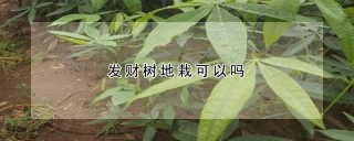 发财树地栽可以吗,第1图