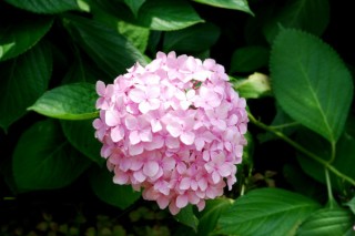 绣球花的花语 蓝色 紫色 粉色,第2图