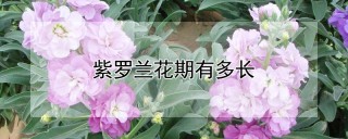 紫罗兰花期有多长,第1图