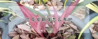 兰花发新芽怎么养护,第1图