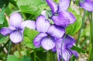 紫罗兰花卉怎样养,第2图