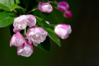 海棠花的品种图片大全，最具特色的6个品种,第2图