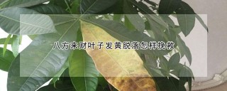 八方来财叶子发黄脱落怎样挽救,第1图