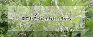 蚕豆种子长成茎和叶的是什么,第1图