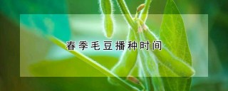 春季毛豆播种时间,第1图