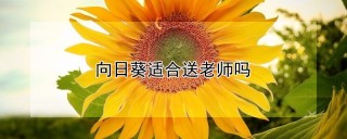 向日葵适合送老师吗,第1图