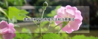 蔷薇花种子的养殖方法和注意事项,第1图