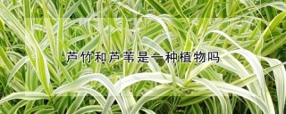 芦竹和芦苇是一种植物吗,第1图