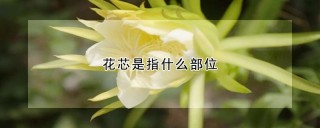 花芯是指什么部位,第1图