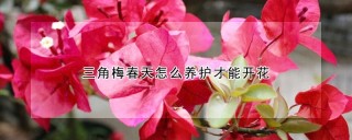 三角梅春天怎么养护才能开花,第1图