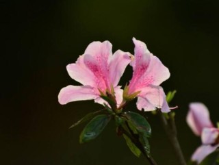 杜鹃花叶子干枯怎么办，四种原因以及解决办法,第4图