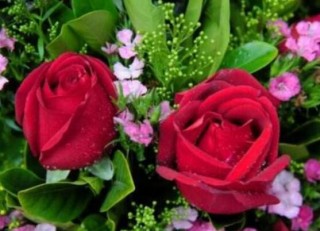玫瑰花的花语是什么，玫瑰花象征着美丽的爱情,第4图