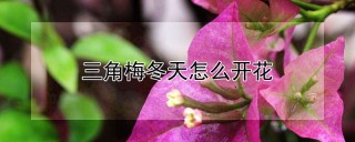 三角梅冬天怎么开花,第1图