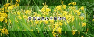 黄菖蒲是水生植物吗,第1图