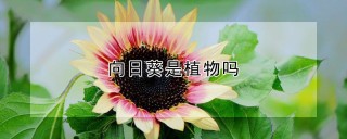 向日葵是植物吗,第1图