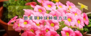 酢浆草种球种植方法,第1图