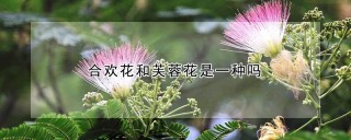 合欢花和芙蓉花是一种吗,第1图