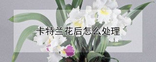 卡特兰花后怎么处理,第1图