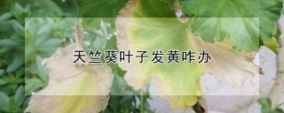 天竺葵叶子发黄咋办,第1图