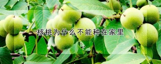 核桃为什么不能种在家里,第1图