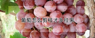 葡萄怎么剪枝才多挂果,第1图