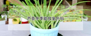 芦荟冬季能放室外吗,第1图