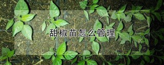 甜椒苗怎么管理,第1图