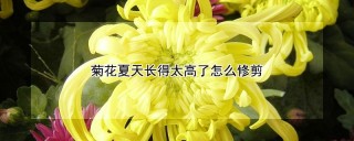 菊花夏天长得太高了怎么修剪,第1图