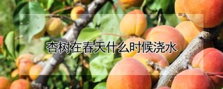 杏树在春天什么时候浇水,第1图