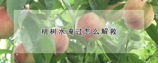 桃树水淹过怎么解救,第1图