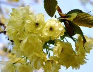 牡丹花品种大全，细数牡丹花最珍贵的八大品种,第5图
