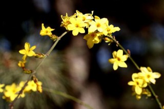 迎春花是完全花吗,第3图