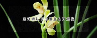 怎样辨认下山蕙兰会开素花,第1图