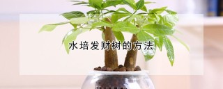 水培发财树的方法,第1图