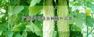广东5月份适合种植什么菜,第1图