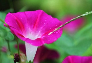 牵牛花的花语是什么，牵牛花代表着爱情、冷静、虚幻、爱情永固,第6图